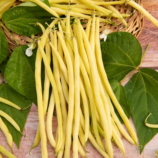 Haricot à rames Monte Gusto - Bakker