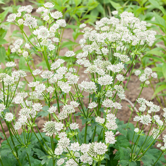 Grande astrance Star of Billion - Bakker