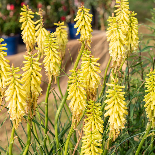 Tritoma Lemon Popsicle - Bakker