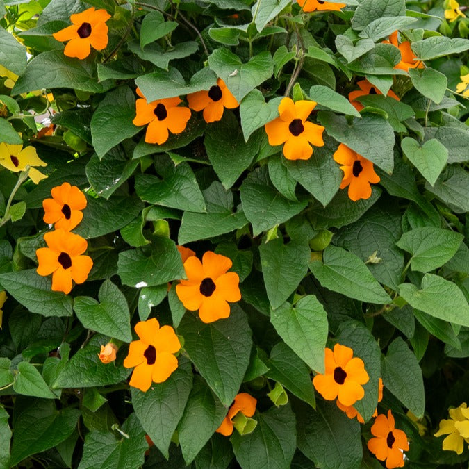 Vente Suzanne orange aux yeux noirs - Thunbergia alata Sunny Susy®