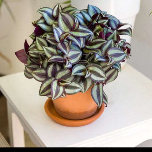 Misère rayée - Bakker