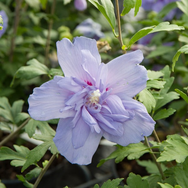 Hibiscus Blue Chiffon - Bakker