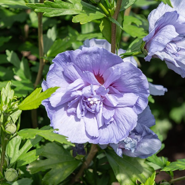 Hibiscus Blue Chiffon - Hibiscus Syriacus Blue Chiffon - Bakker
