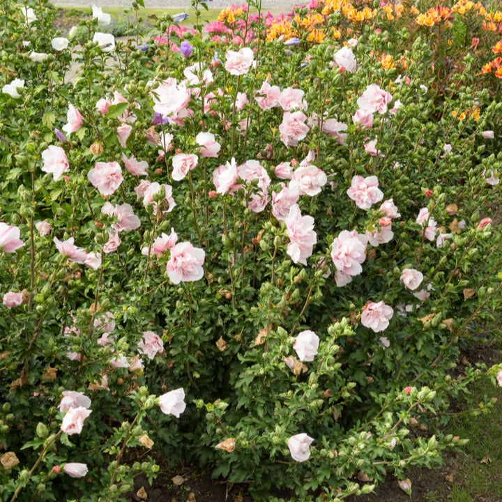 Hibiscus - Hibiscus Pink Chiffon - Hibiscus Syriacus Pink Chiffon