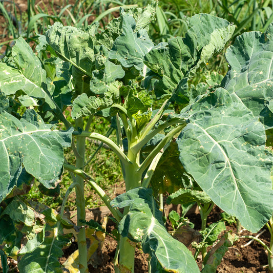 Chou fourrager cavalier vert Protéor - Bakker