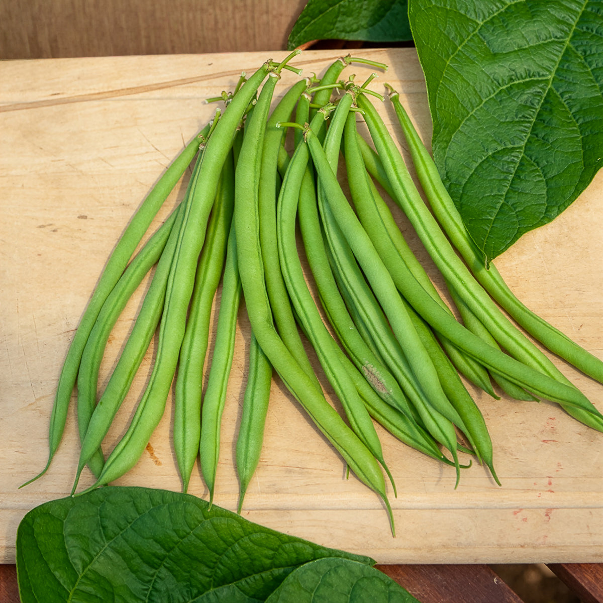 Graines de haricots - Haricot nain mangetout Castandel - Phaseolus vulgaris nain mangetout castandel (obt. clause)
