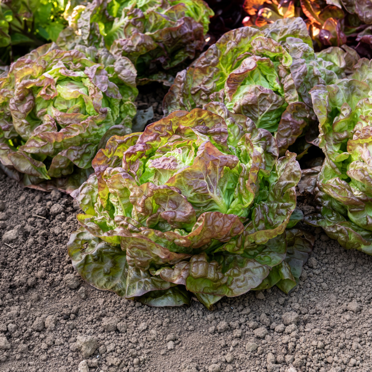 Graines de salades - Laitue pommée Merveille des quatre saisons - Lactuca sativa Merveille des Quatre Saisons