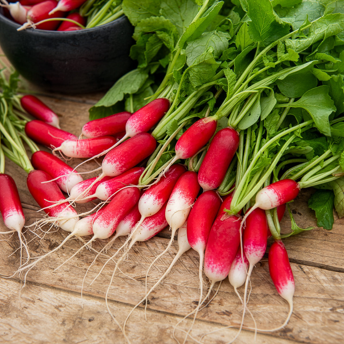 Graines de radis - Radis De 18 jours demi-long Bio - Raphanus sativus de 18 jours 1/2 long