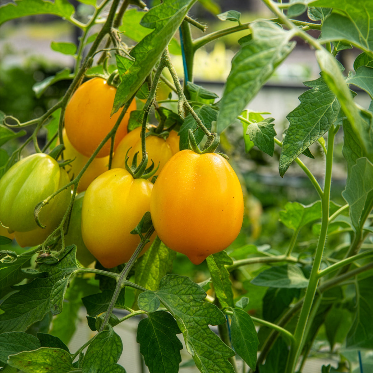 Solanum lycopersicum lemon tree - Tomate citron - Lemon Tree - Graines de tomates