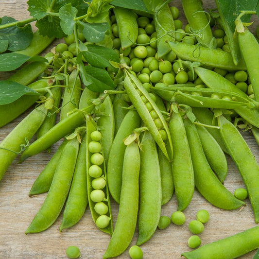 Pois ridé nain Merveille de Kelvedon - Bakker