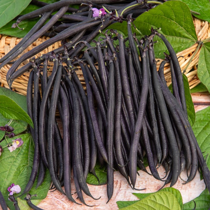 Set de graines de plantes potagères PRADEMIR – 16 variétés de légumes Set de graines de plantes potagères PRADEMIR – 16 variétés de légumes