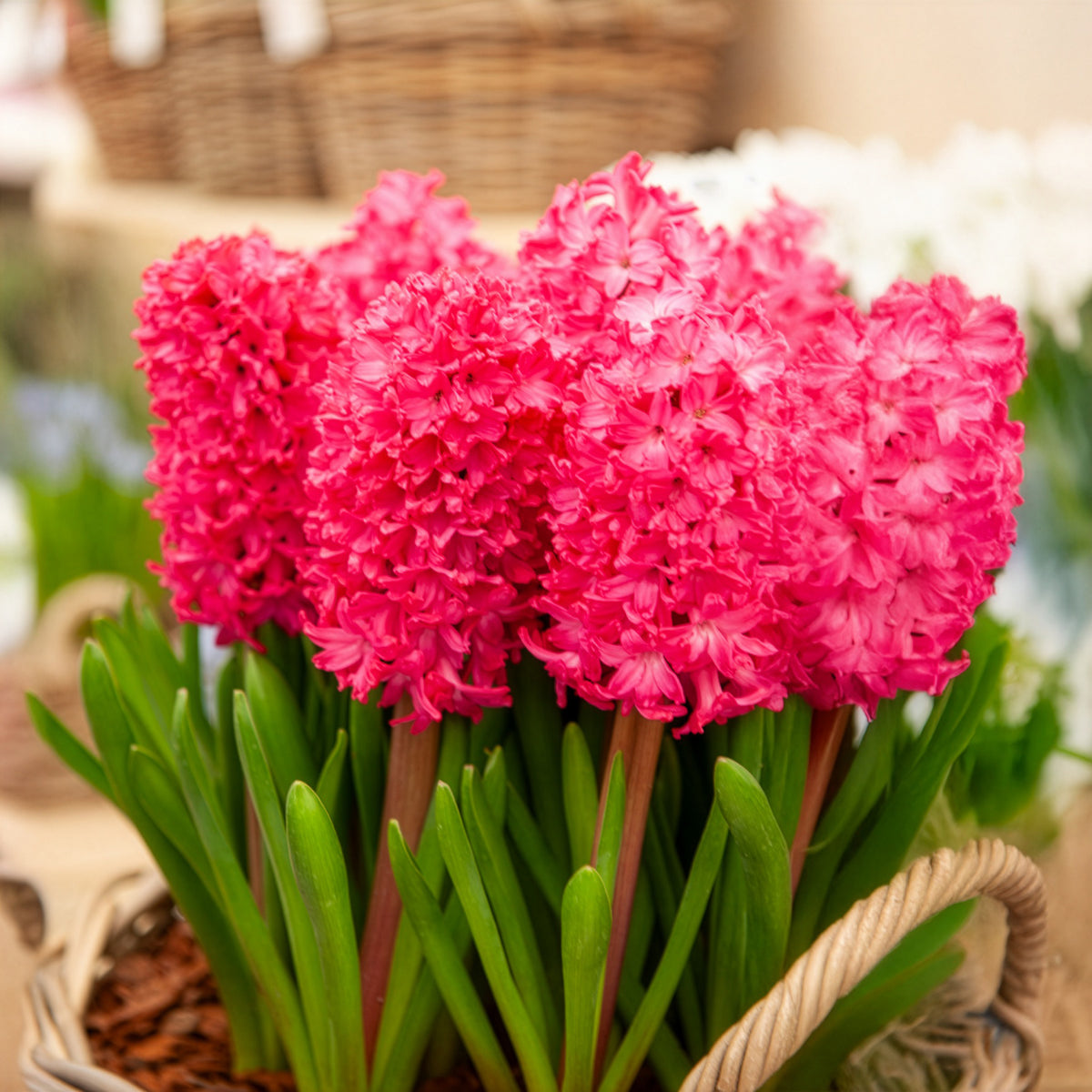 Bulbes de Jacinthe - 6 Jacinthes Jan Bos rouge - Hyacinthus orientalis Jan Bos