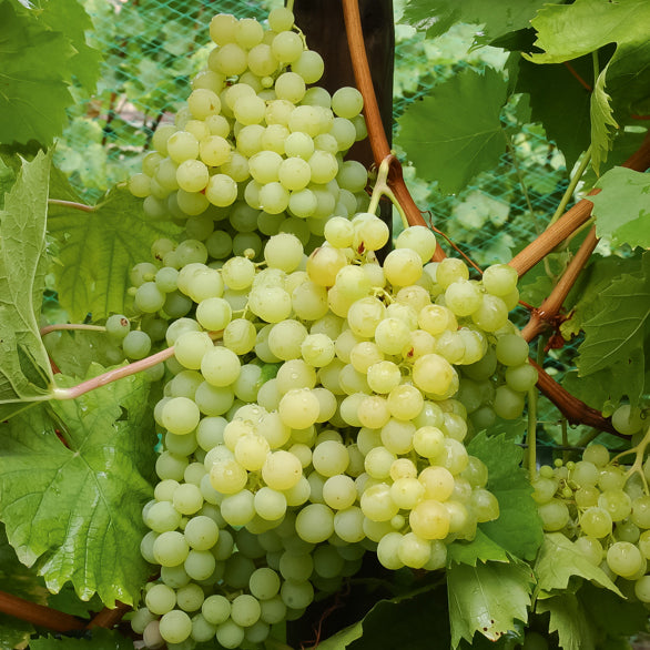 Vigne - Collection de vignes - Vitis vinifera Chasselas rose, Muscat de Hambourg, Exalta, Chasselas de Fontainebleau