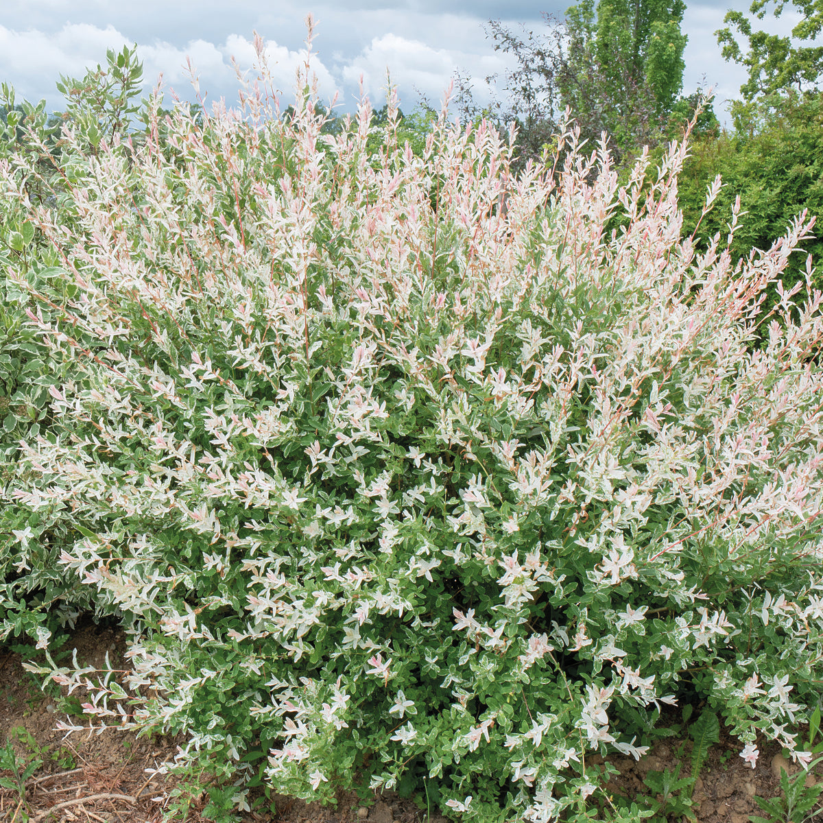 Saule - 5 saules crevette - Haie de 3m linéaire - Salix integra Hakuro Nishiki