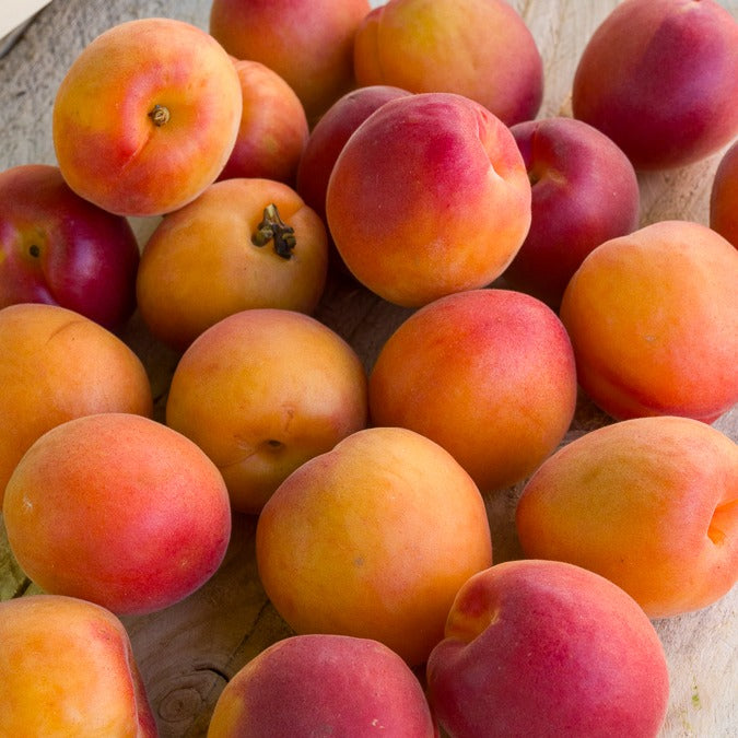 Abricotiers - Mini-abricotier - Prunus armeniaca Aprigold
