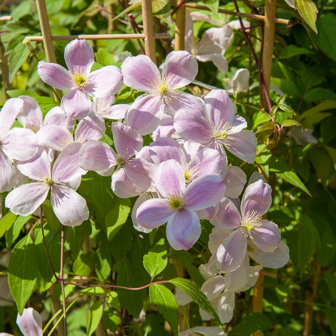 Clématite Mayleen - Clematis montana Mayleen - Bakker