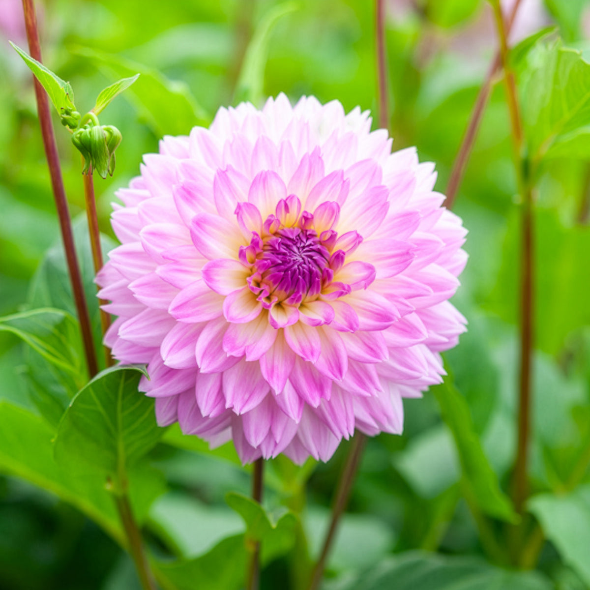 3 Dahlias décoratifs Sakura Fubuki roses - Dahlia sakura fubuki - Bakker