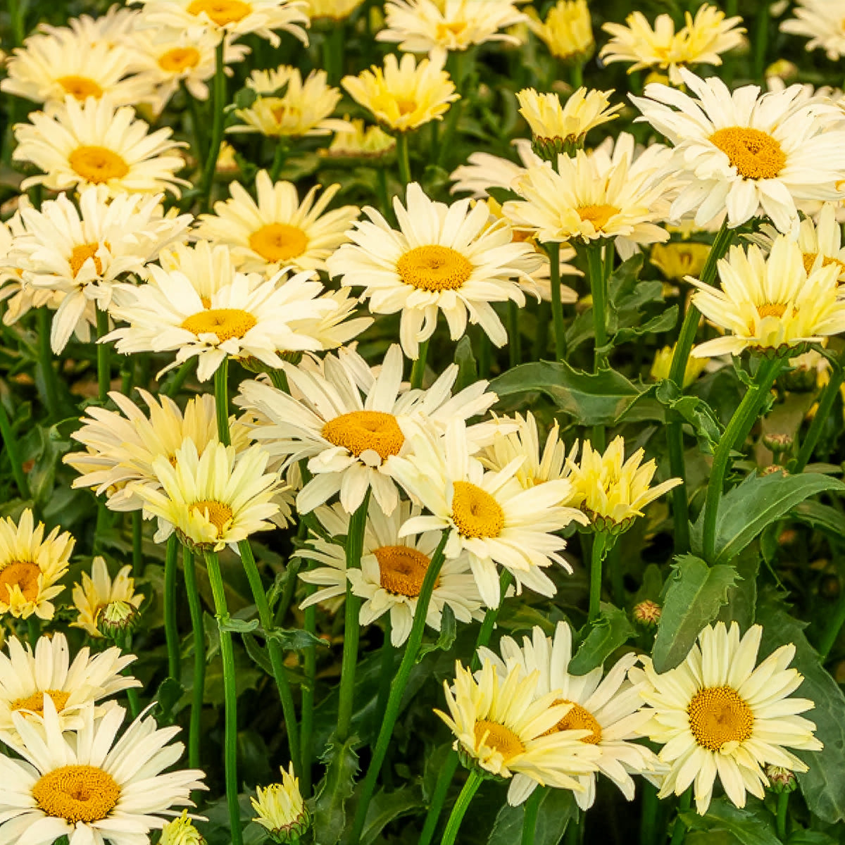 Collection de 6 Marguerites colorées - Rudbeckia Cherry Brandy, Gaillardia Kobold, Leucanthemum Banana Cream - Bakker