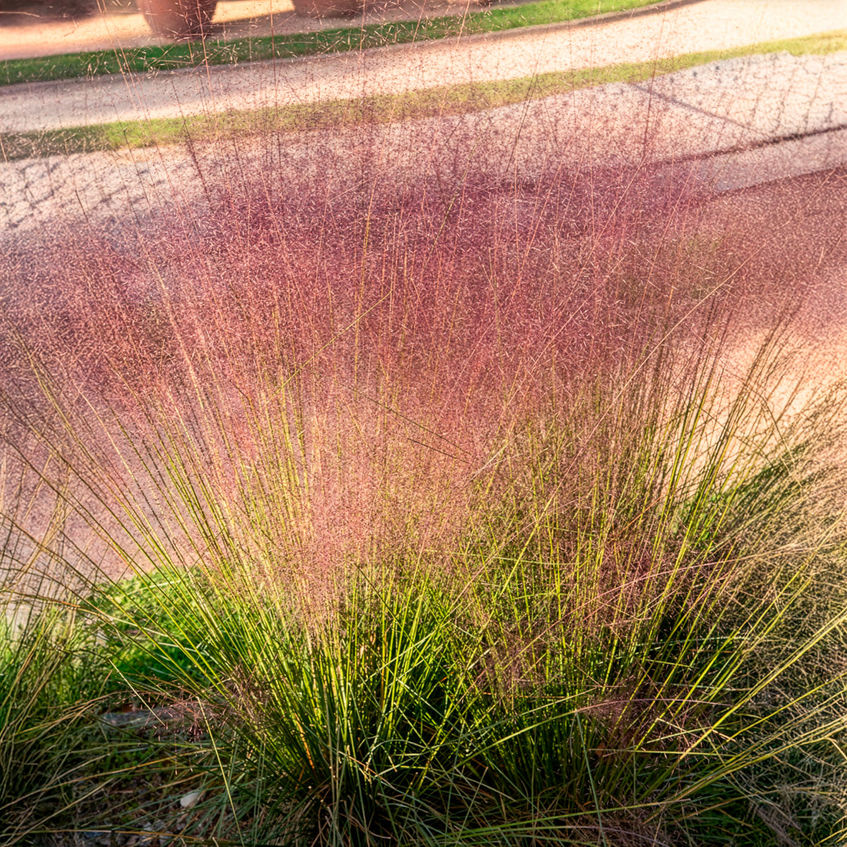 Vente 2 Herbes aux épis roses - Muhlenbergia capillaris