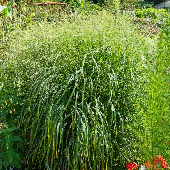 Panicum virgatum heavy metal - 3 Panics bleus - Panic