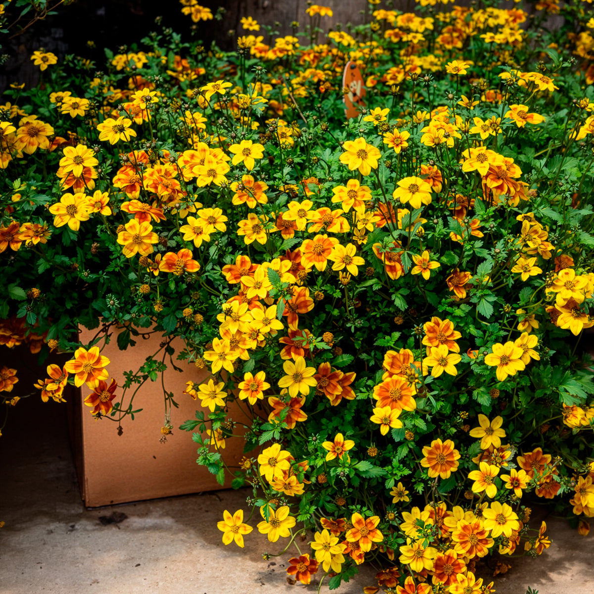 Bidens ferulifolia Beedance Painted Yellow - 3 Bidens rouge orange - Plantes vivaces