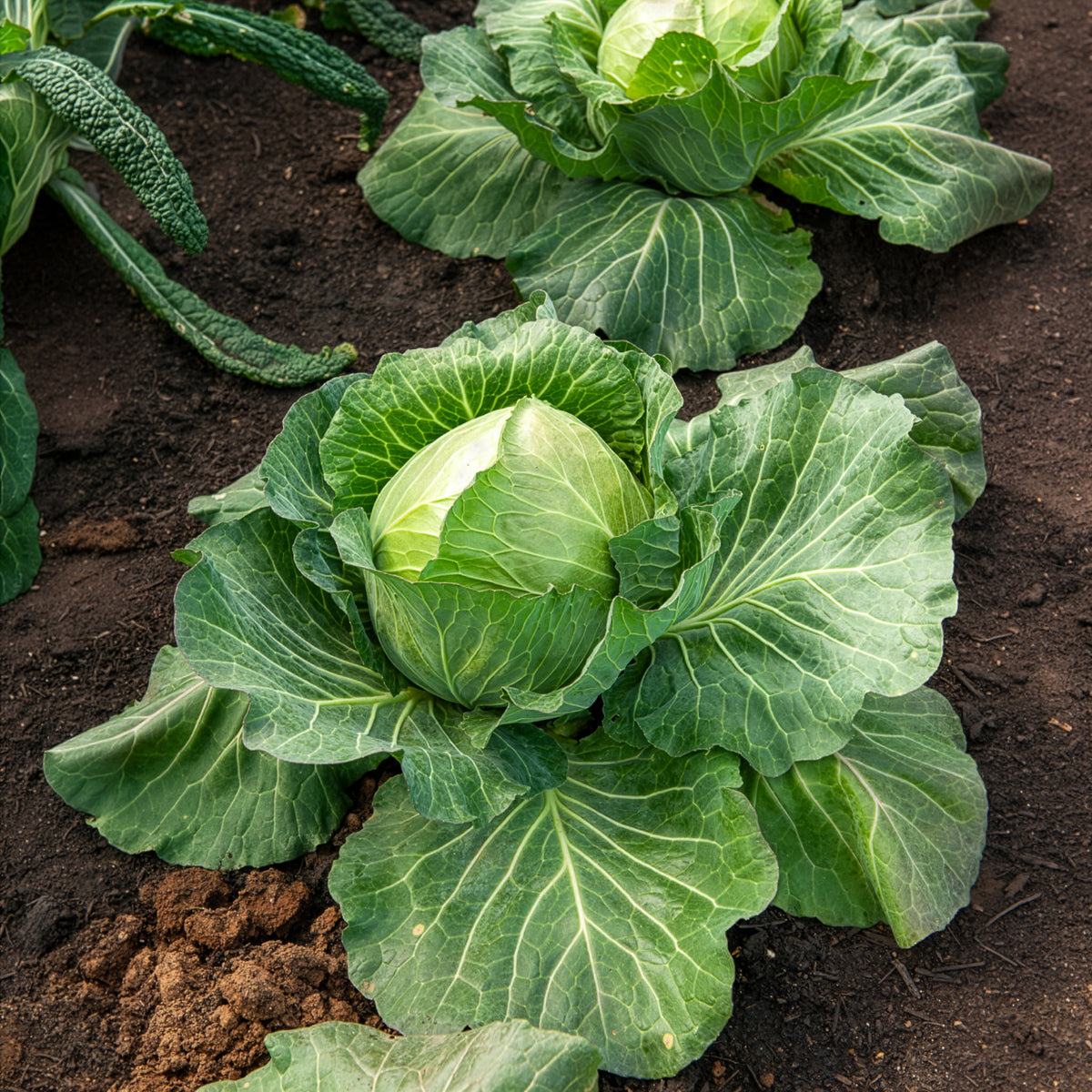 Chou cabus De Brunswick - Brassica oleracea capitata de brunswick - Bakker