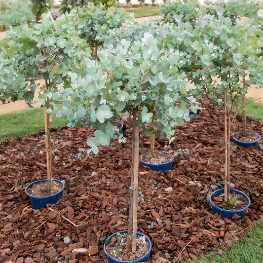Eucalyptus sur tige - Bakker