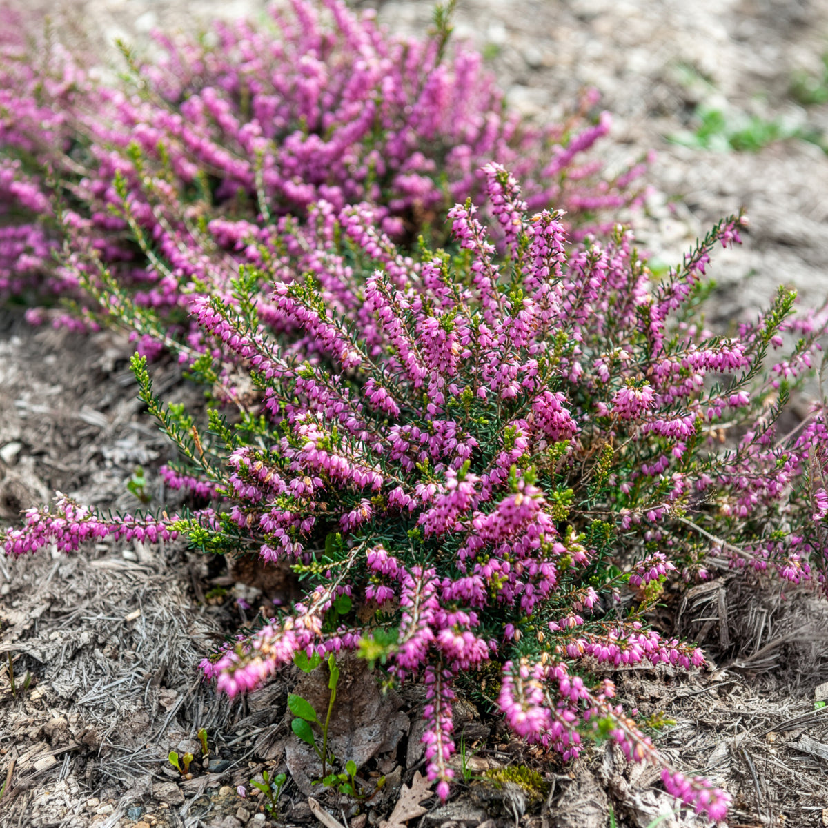 Bruyère d'hiver Ghost Hills - Erica darleyensis ghost hills - Bakker