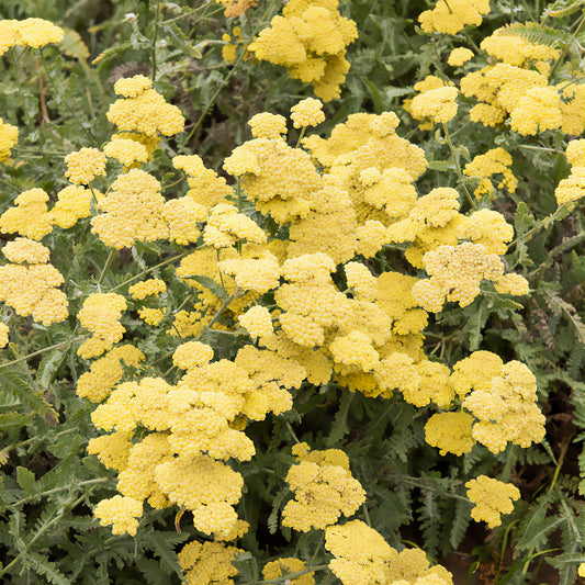 Achillée millefeuille Little Moonshine - Bakker