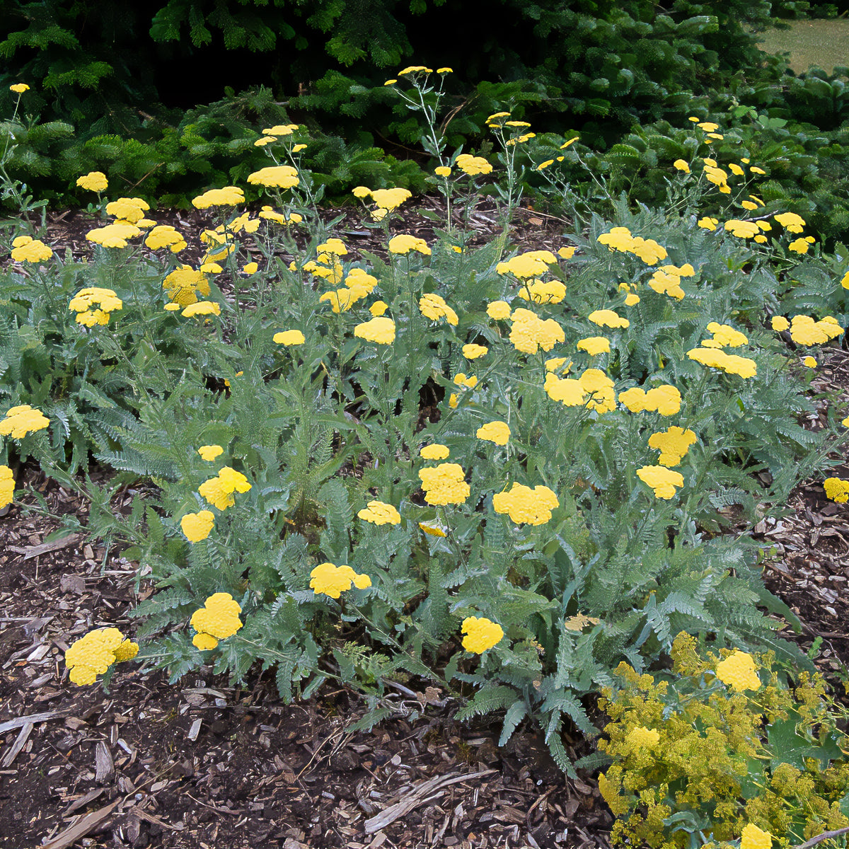 Achillée - Achillée millefeuille Little Moonshine - Achillea moonshine