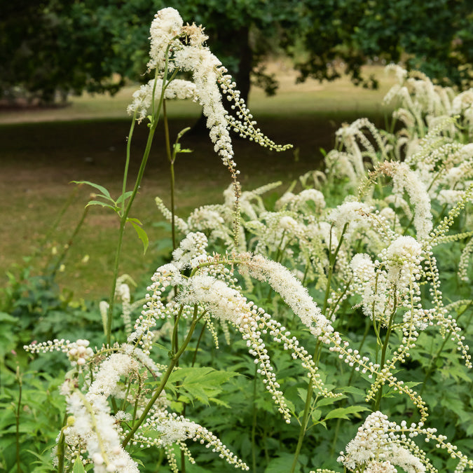 Cierge d'argent Bugbane - Bakker