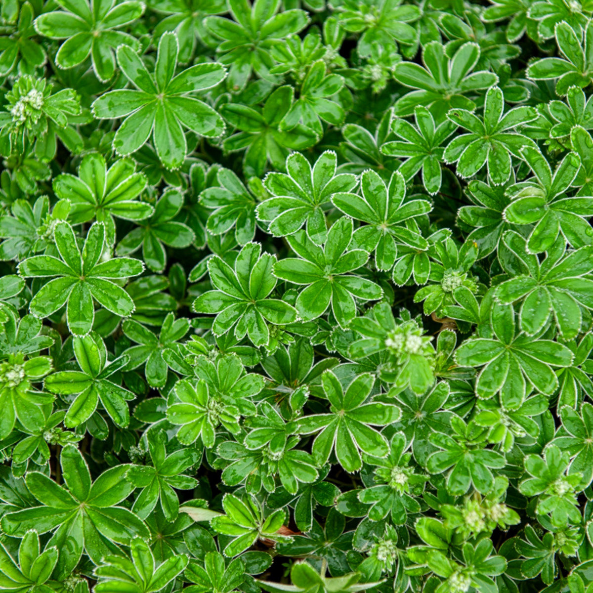 Alchémille des Alpes - Alchemilla alpina - Bakker