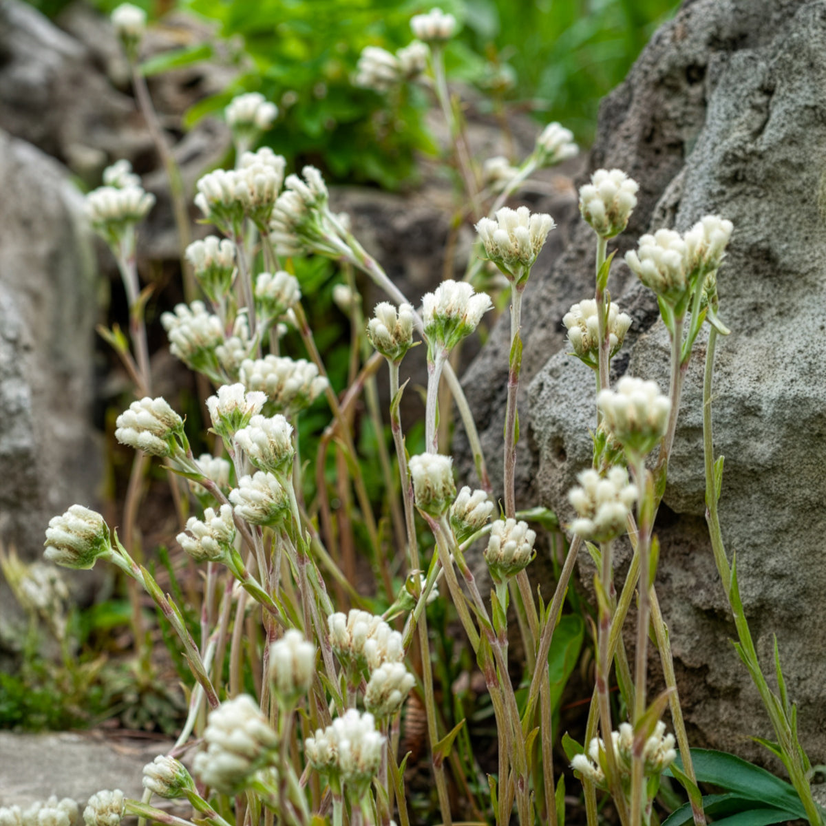 Antennaire dioïque Borealis - Antennaria dioica var. borealis - Bakker
