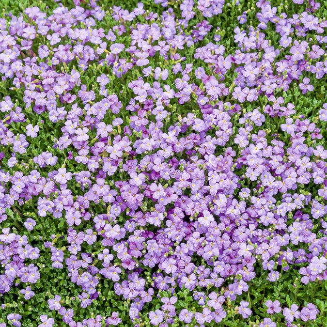 Aubrieta Cascade Blue - Aubriète Cascade Blue - Aubriètes
