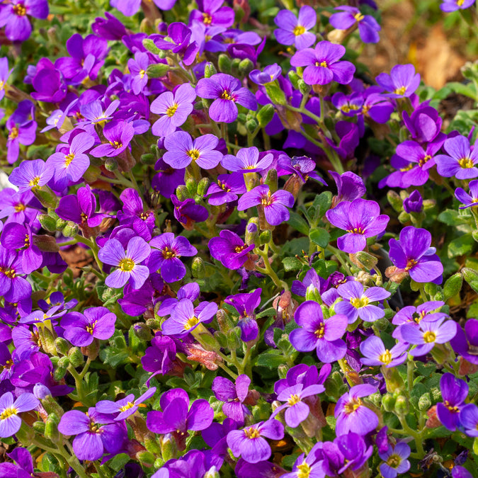 Aubrieta Hamburger Stadtpark - Aubriète Hamburger Stadtpark - Aubriètes