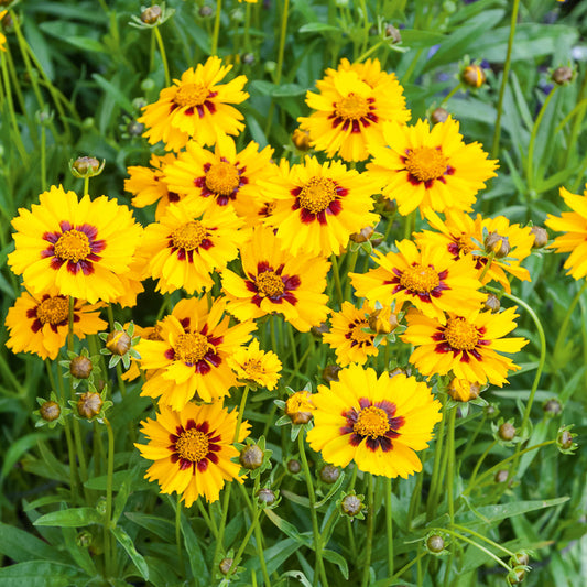 Coréopsis lancéolée Sterntaler - Coreopsis lanceolata Sterntaler - Bakker