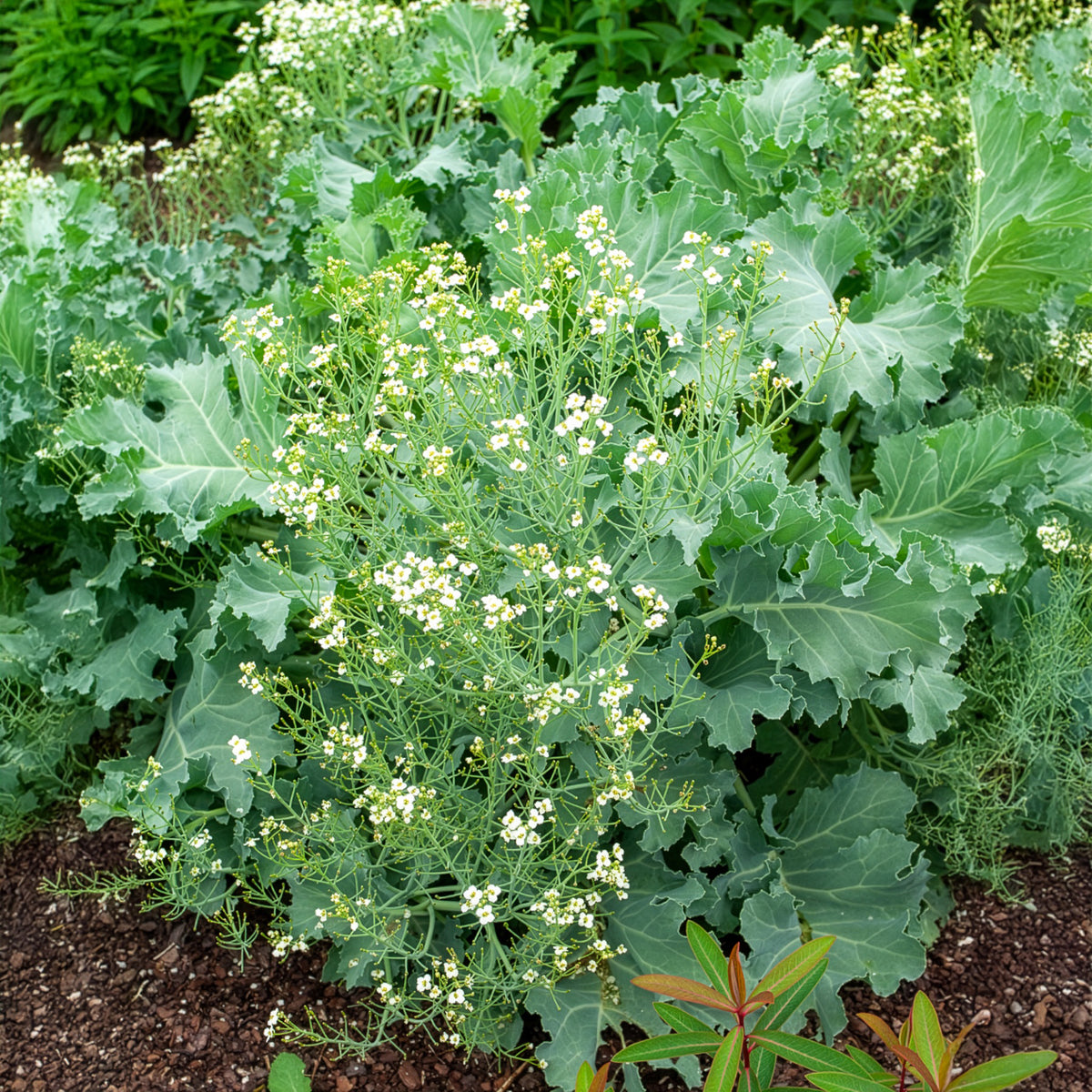 Plantes vivaces - Crambe maritime - Crambe maritima