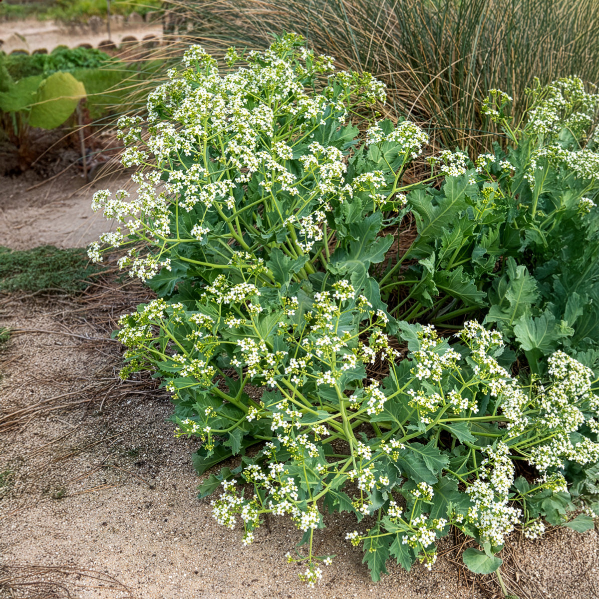 Vente Crambe maritime - Crambe maritima