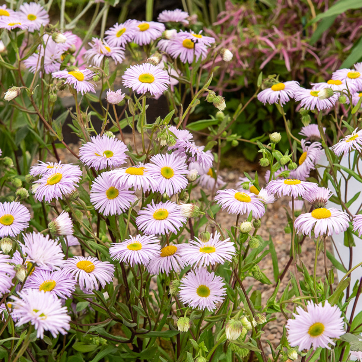 Vergerette Quakeress - Erigeron - Erigeron quakeress - Bakker