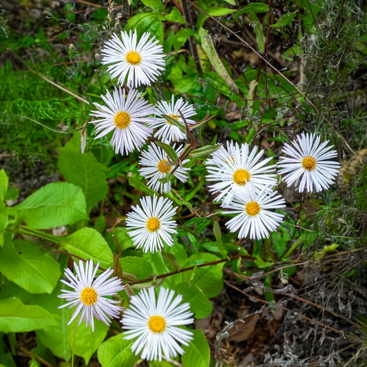 Vergerette Sommerneuschnee - Erigeron - Bakker