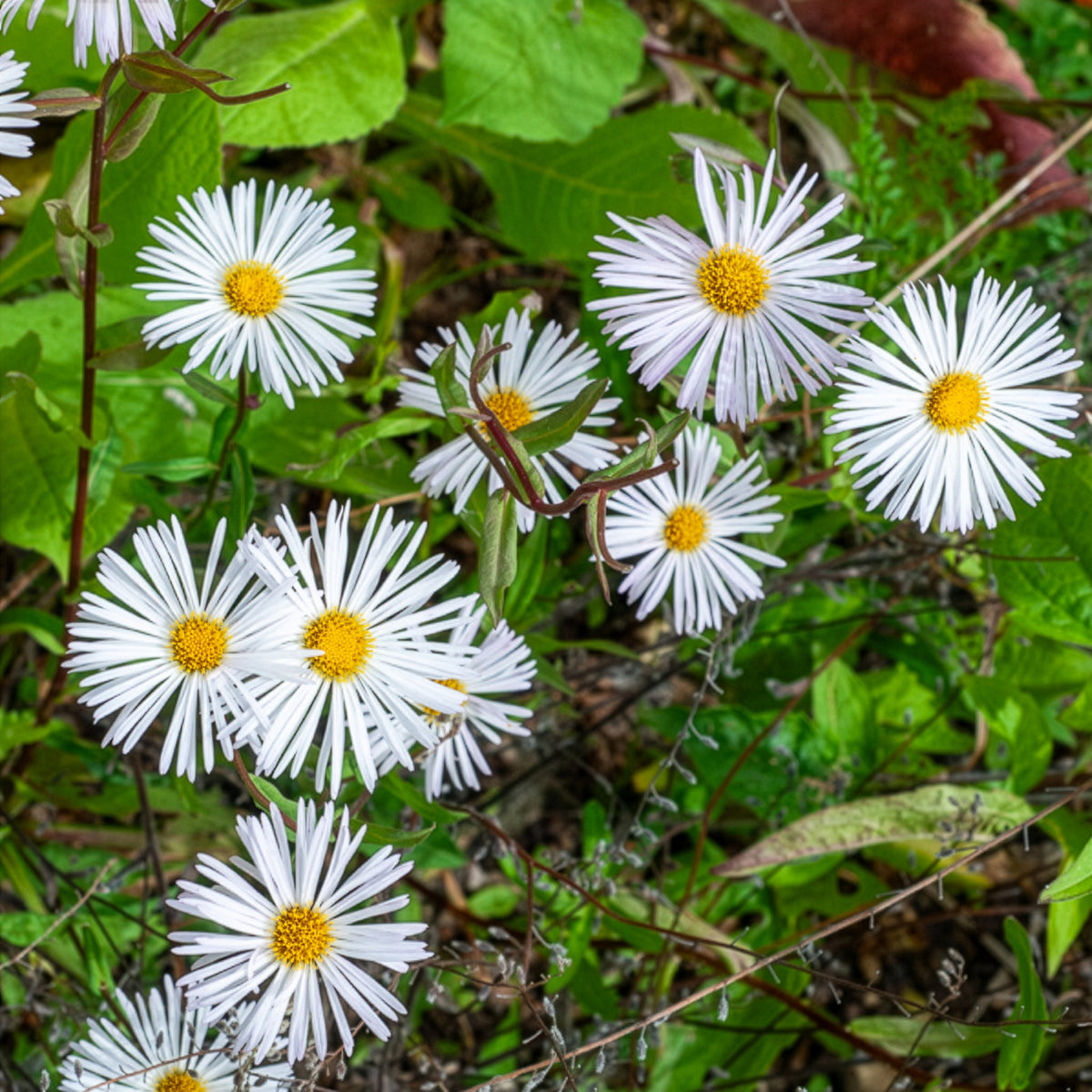 Vergerette Sommerneuschnee - Erigeron - Erigeron Sommerneuschnee - Bakker
