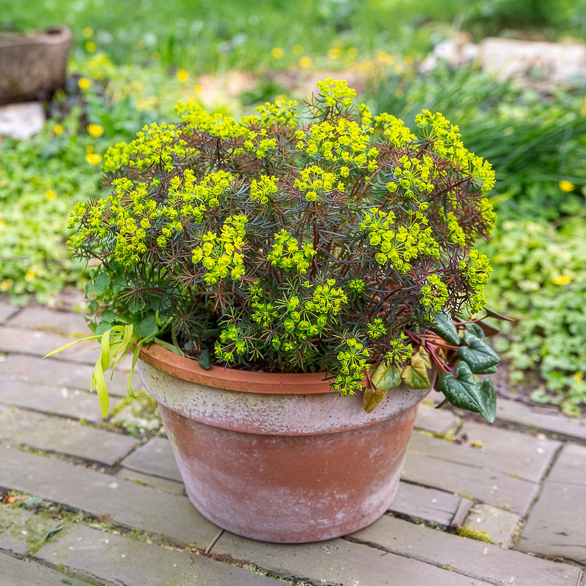 Euphorbia cyparissias clarice howard - Euphorbe petit-cyprès Clarice Howard - Euphorbe