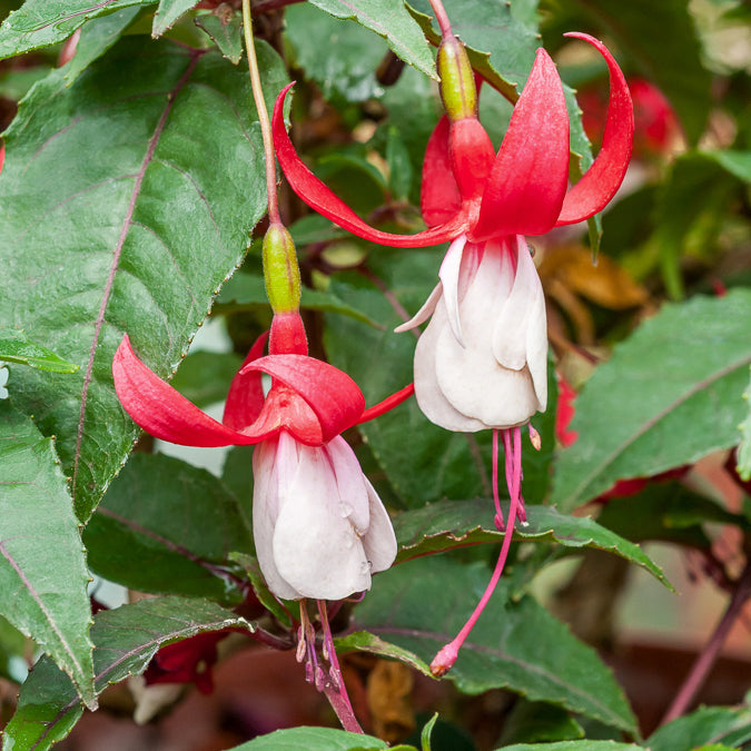 6 Fuchsias rustiques en mélange - Fuchsia Mme Cornelissen, Brilliant - Bakker