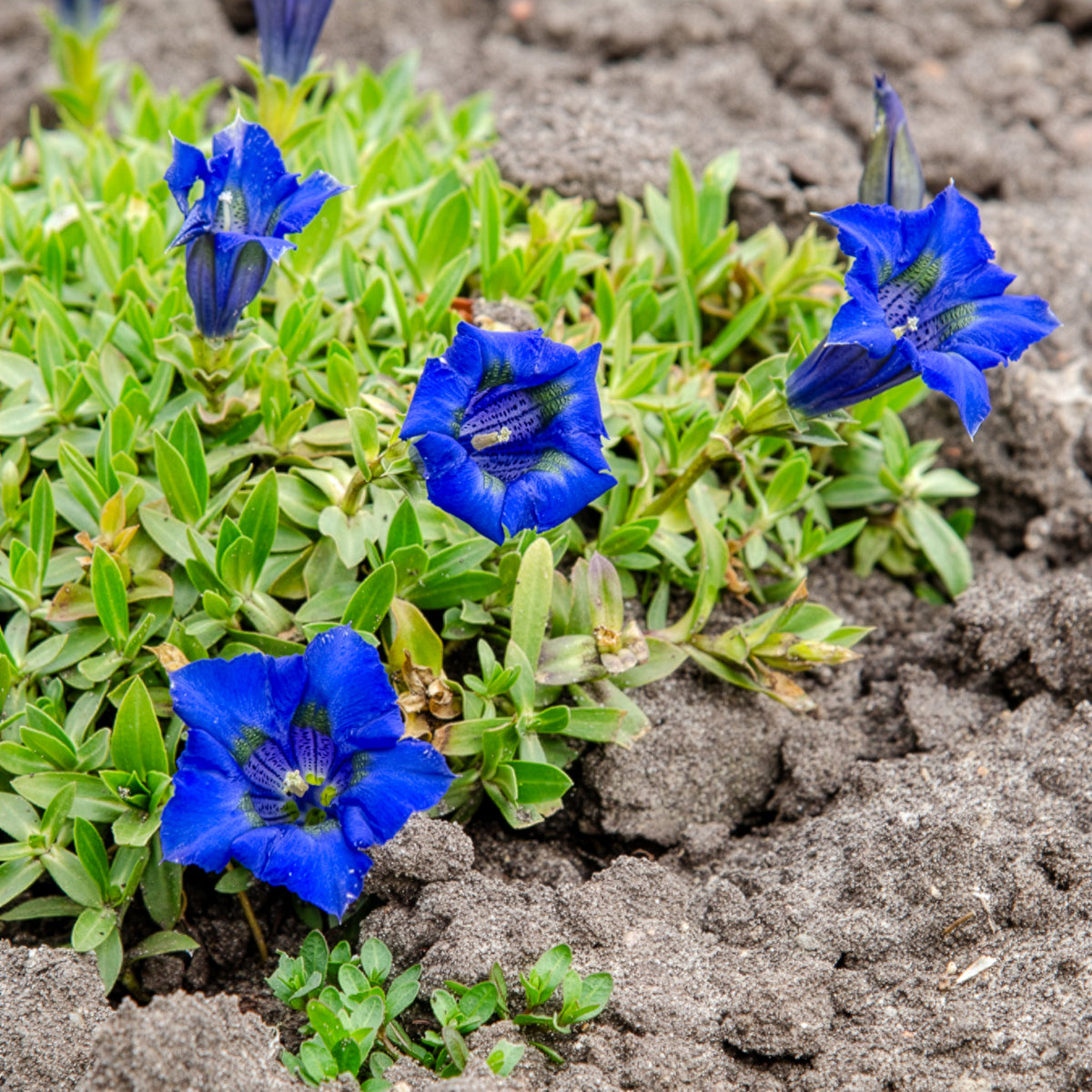 Vivaces fleuries - Gentiane acaule - Gentiana acaulis