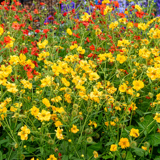 Benoîte Lady Stratheden - Bakker