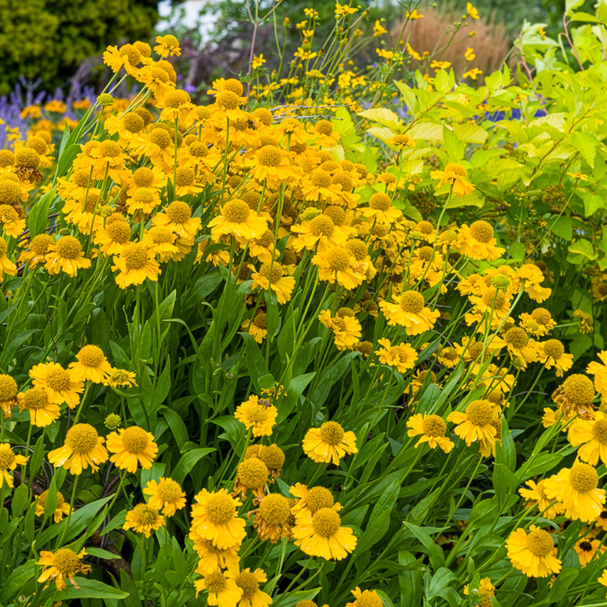Hélénie - Hélénie d'automne Pumilum Magnificum - Helenium autumnale Pumilum Magnificum