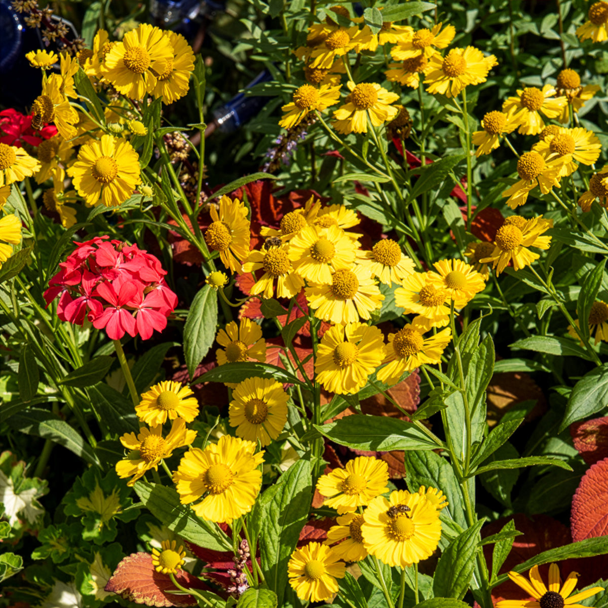 Hélénie Kanaria - Helenium kanaria - Bakker