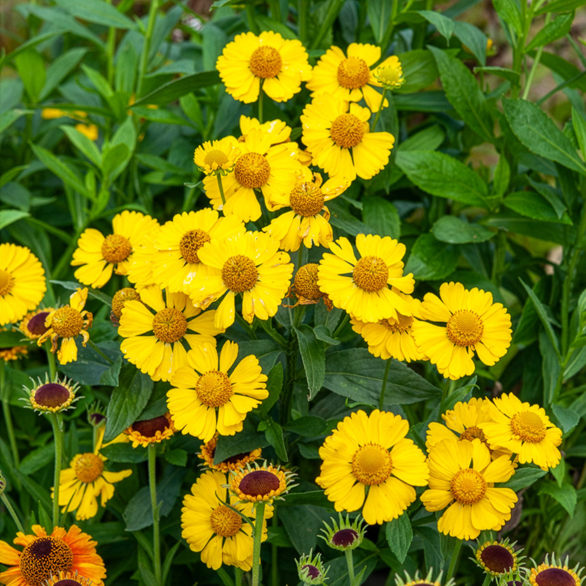 Helenium kanaria - Hélénie Kanaria - Hélénie
