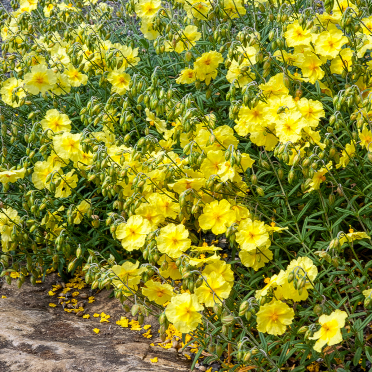 Hélianthèmes - Hélianthème Wisley Primrose - Helianthemum Wisley Primrose