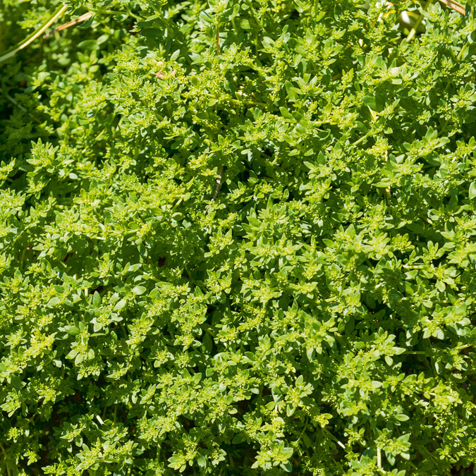 Plantes vivaces - Herniaire glabre Turquette - Herniaria glabra